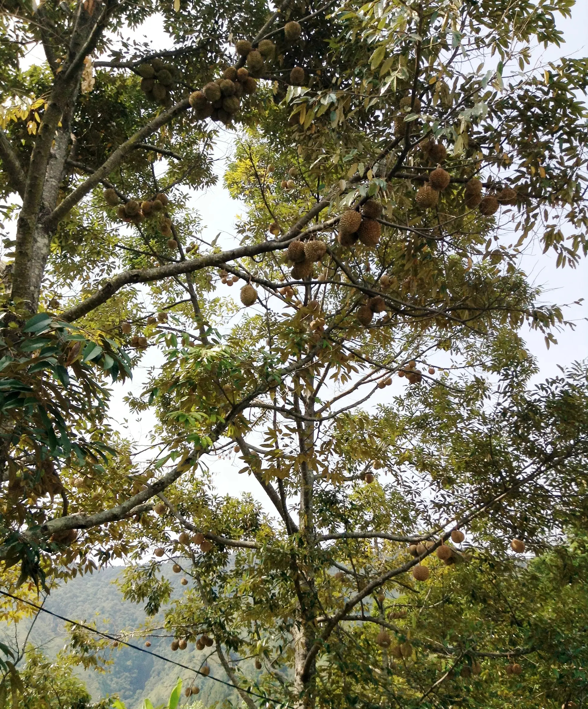 ทุเรียนนนท์